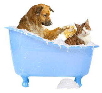image of a dog bathing a cat
