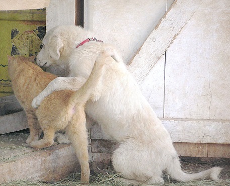 dog and cat together