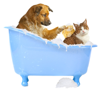 Dog washing a cat